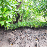 Vlinder Kenya Blue Carbon