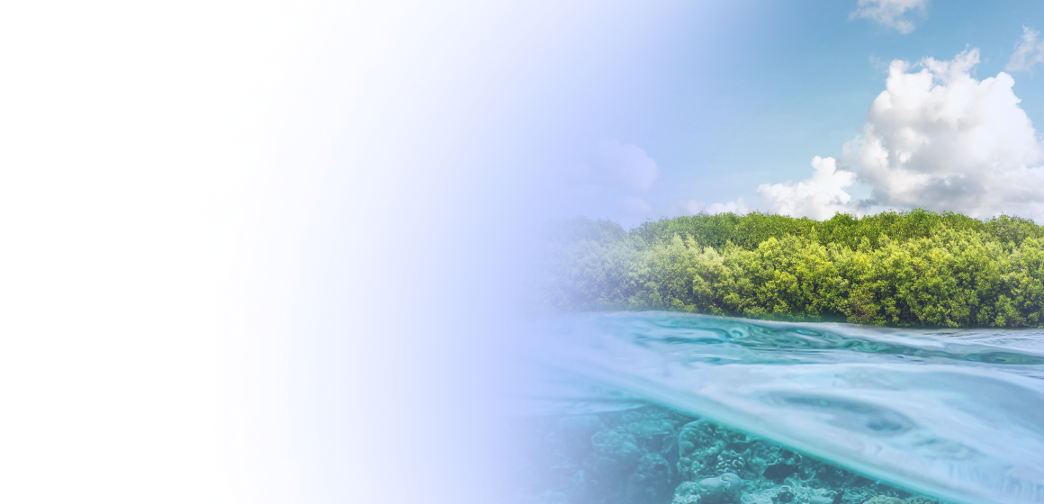 Bigstock mangrove forest at coast