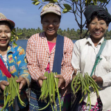 Vlinder Myanmar Blue Carbon